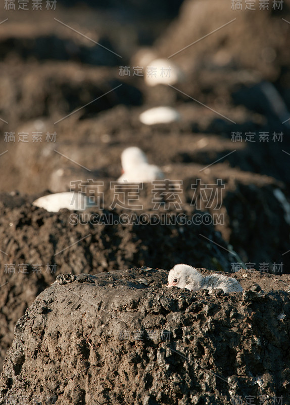 小火烈鸟