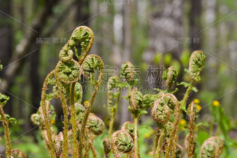 张开的蕨类植物的绿色枝条