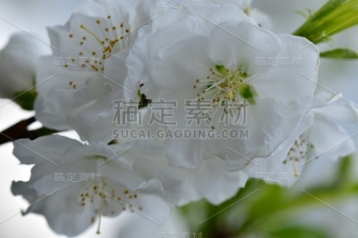 白色的桃花