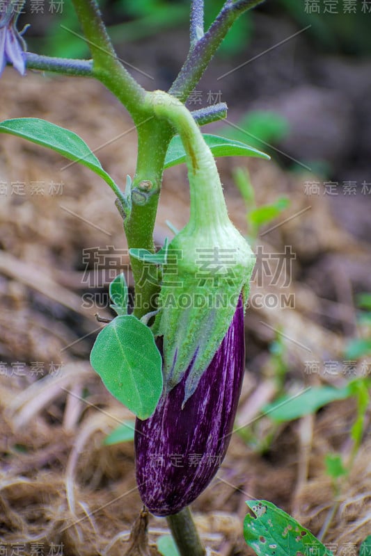 温室中成熟的紫茄子。特写新鲜生熟茄子。