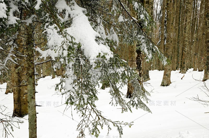 冬天的场景后一场雪在山毛榉森林在托斯卡纳山。意大利。