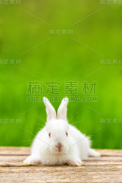一个有趣的白色兔子的肖像在一个绿色的自然背景