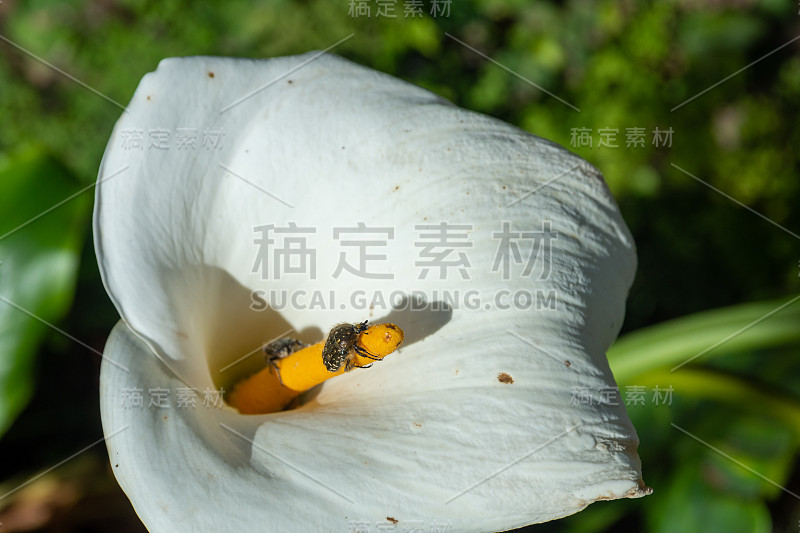 一个白色马蹄莲花的特写(芋百合)与焦点在雌蕊上的一只虫子。