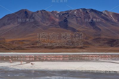 湖上的火烈鸟