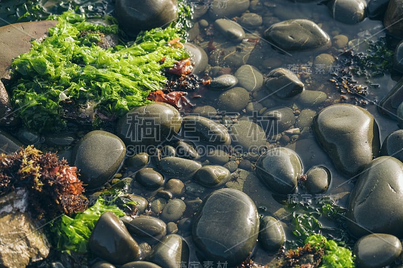 光滑的圆卵石;自然背景。纹理