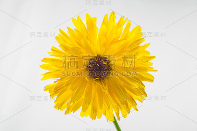 黄菊花孤立