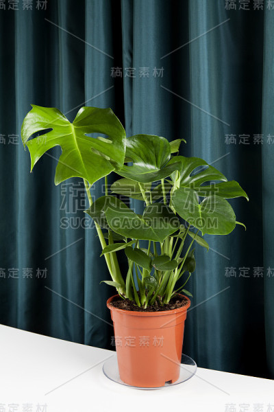 窗帘怪物美味