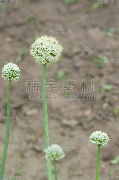 花园里盛开的洋葱花