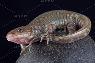 灰斑虎蝾螈(Ambystoma mavortium diaboli)