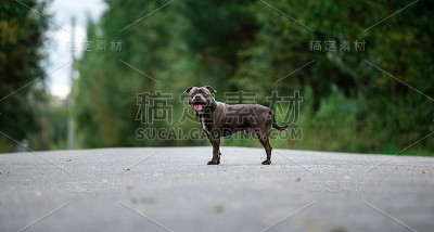 专注的年轻狗在道路在夏天
