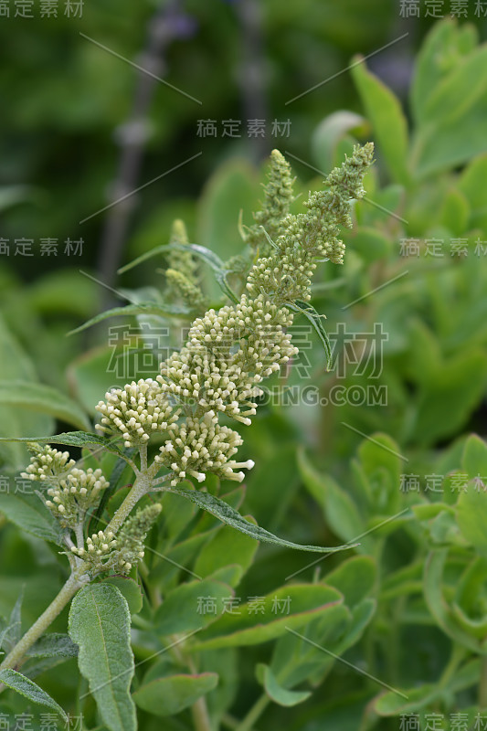 夏天的丁香夏天的鸟