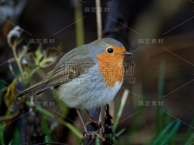欧洲罗宾(红心rubecula)