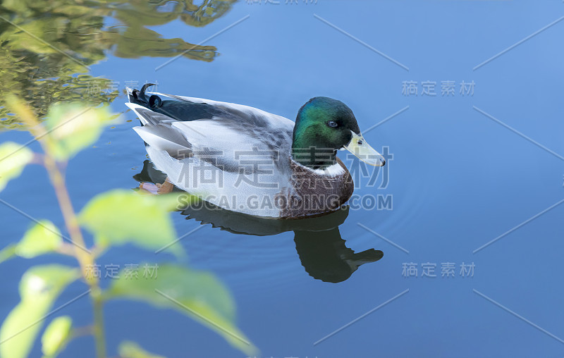 鸭子绿着头，野鸭在水里快乐地游着。(anas platyrhynchos)