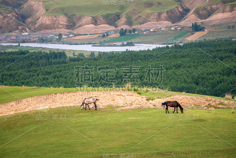 两匹马在有河流和森林的绿色草地上吃东西