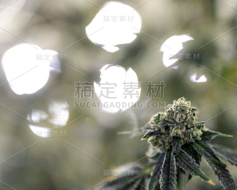 大麻种植操作背景模糊的标题和描述