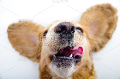 可爱的英国可卡犬小狗伸出舌头和活泼