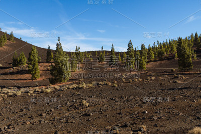 黑暗的火山沙漠景观与绿色的树木