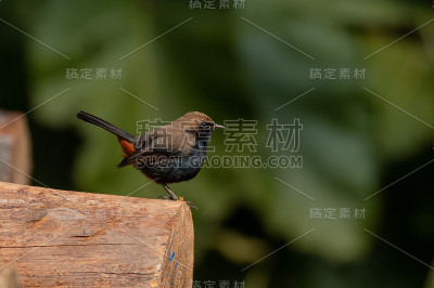 印度罗宾鸟