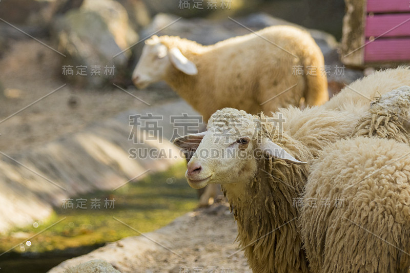 这是一只棕色的绵羊在泰国的自然背景。农场动物