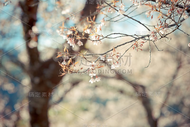 野生喜马拉雅樱春花