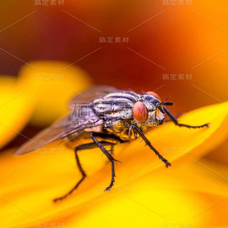 昆虫飞宏在黄叶上