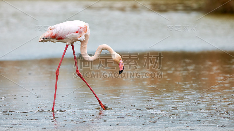 孤独的粉红色的火烈鸟