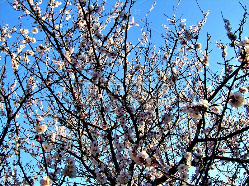 2月。日本。梅花园在初升的太阳的第一缕阳光中。