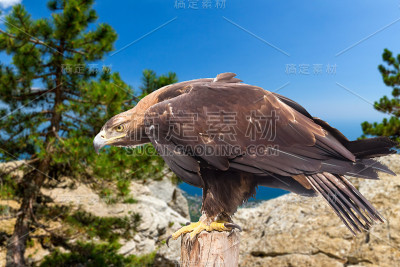 金鹰坐在一个木桩上，背景是岩石、树木和大海