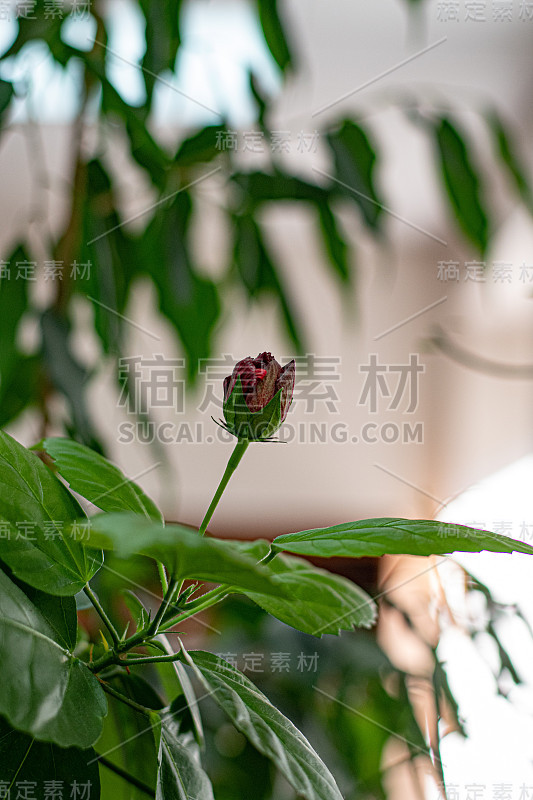 红色的玫瑰花蕾在模糊的背景中绿叶。摘要背景与离焦植物枝条和新鲜的叶子。阳光下室内植物的剪影。