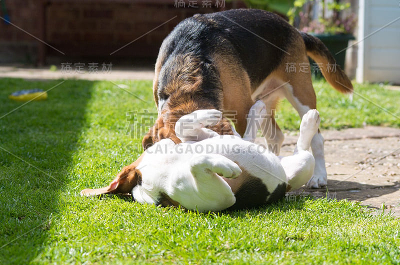 小猎犬小狗