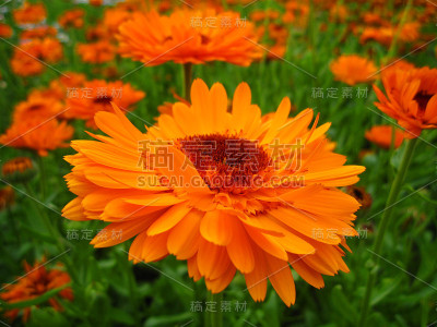 橘色花