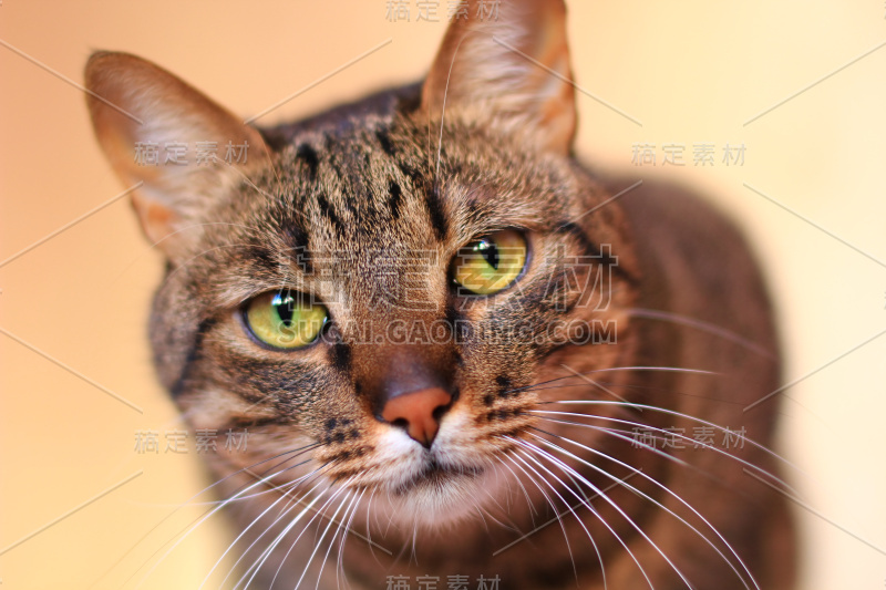 虎斑猫