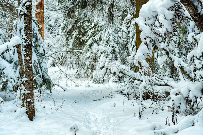 奇异的冰雪覆盖的冬季森林