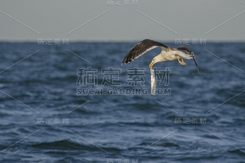 海鸥钓鱼