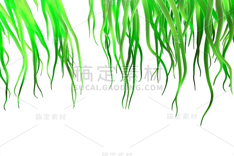 新鲜的春天绿草孤立在白色的背景。3d插图特写与copyspace