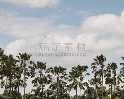 棕榈树