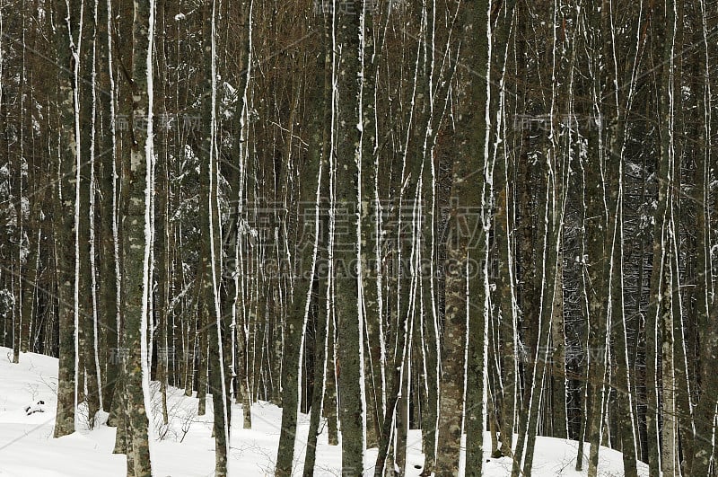 冬天的场景后一场雪在山毛榉森林在托斯卡纳山。意大利。