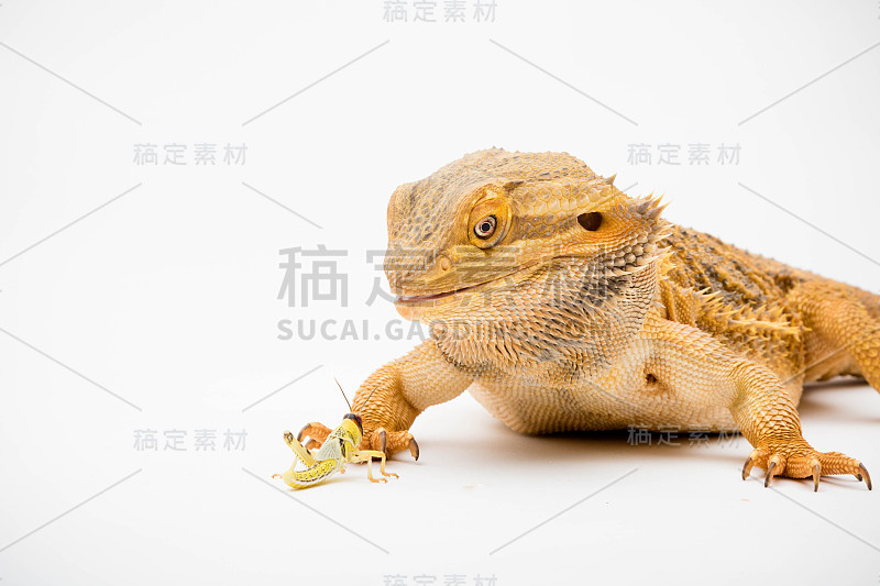一种长胡子的龙爬行动物