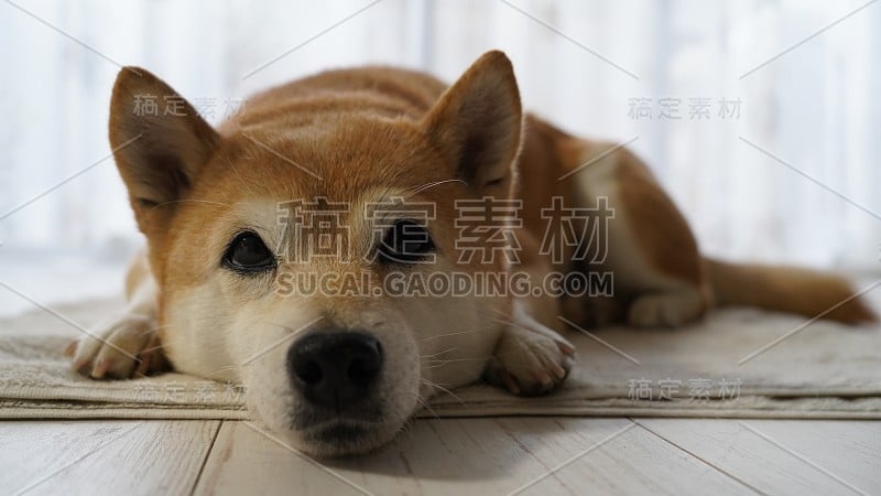 日本本来是狗狗柴犬的房间