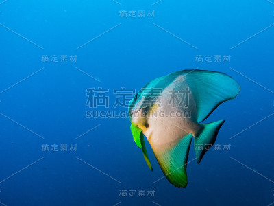 蝙蝠鱼