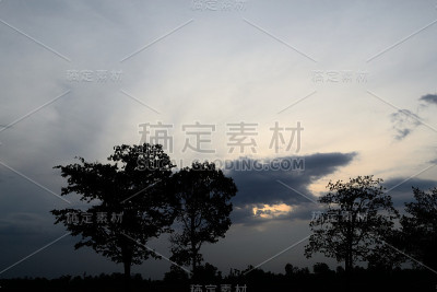 树的剪影