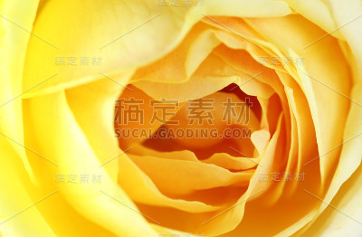 黄玫瑰