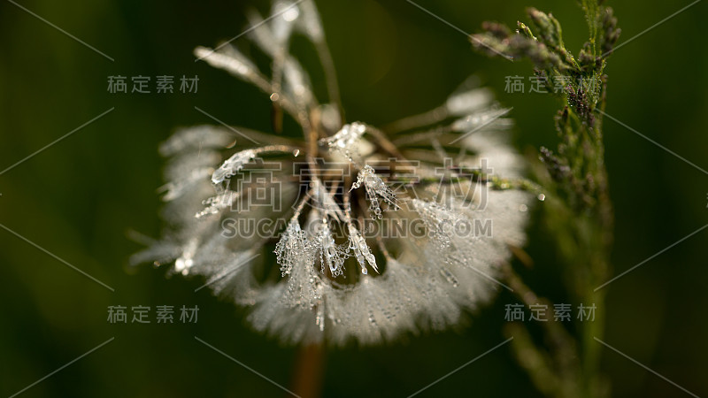 露水中的蒲公英