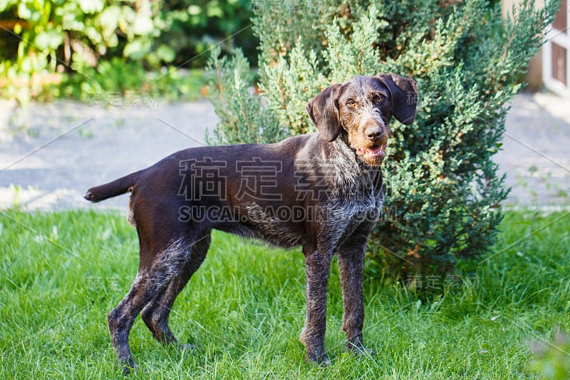 德国钢毛指示犬