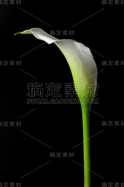 孤立在黑色背景上的马蹄莲