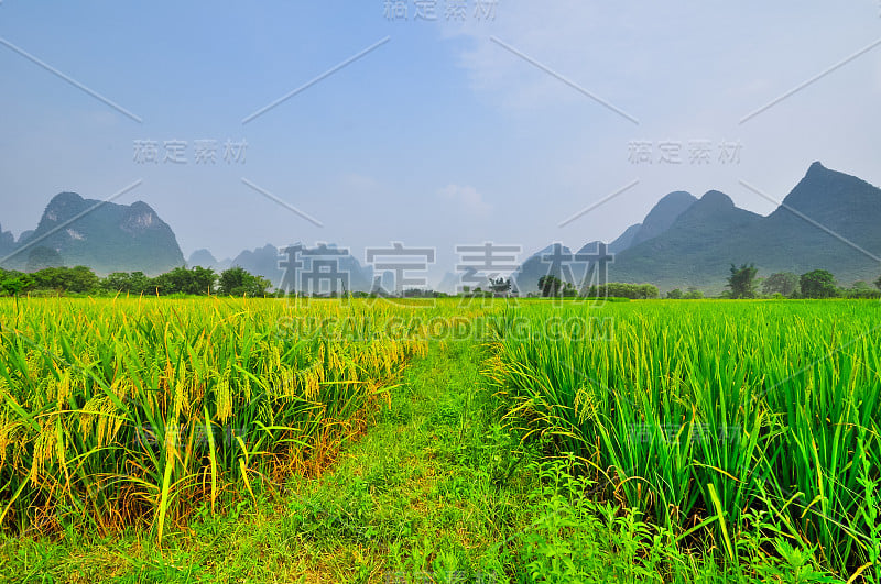 桂林阳朔漓江水田山景