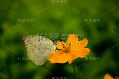 黄色的草地蝴蝶
