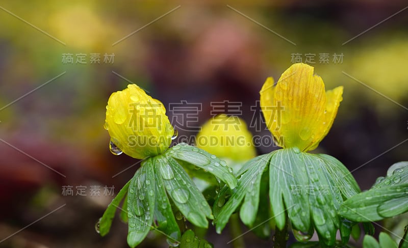 闭上小黄花的冬附子在雨中和与水珠在寒冷中