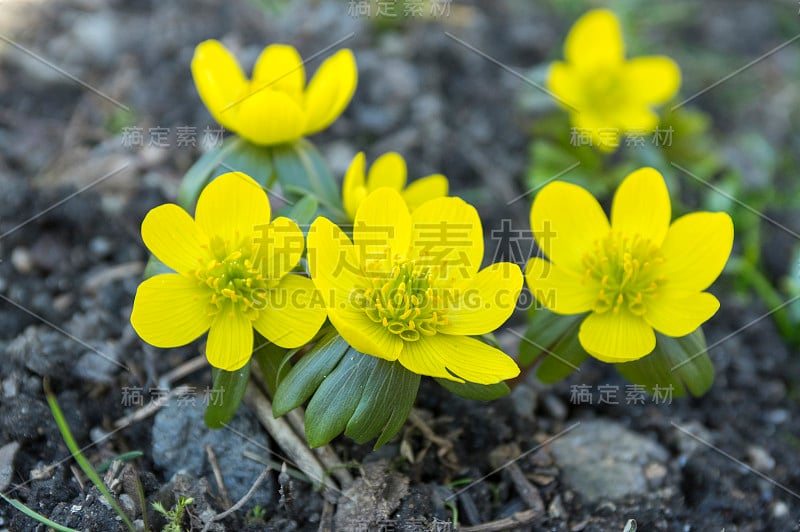 蛇尾草，早春开花，冬附子背光