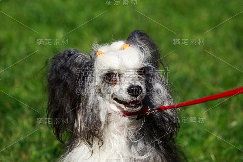 犬种中国冠毛犬